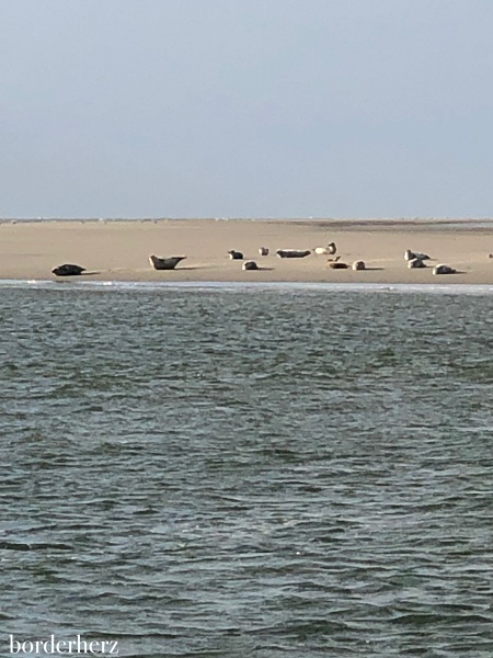 Seehunde Borkum