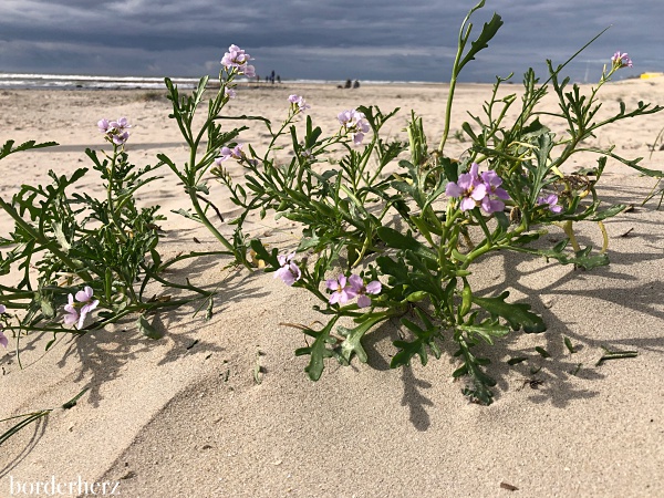 Borkum Natur