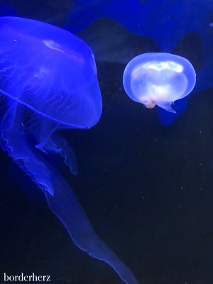 Nordsee Aquarium Borkum 