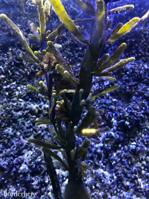 Nordsee Aquarium Borkum 