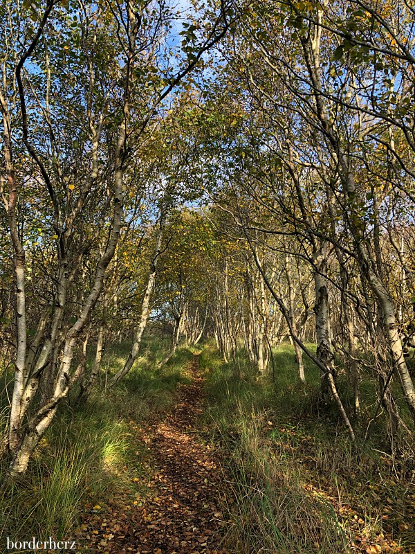 Wald auf Borkum