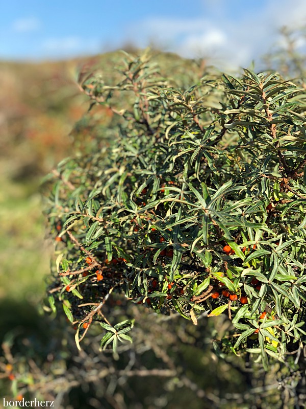 wandern borkum 14