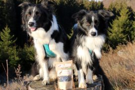 CBD Produkte für Hunde