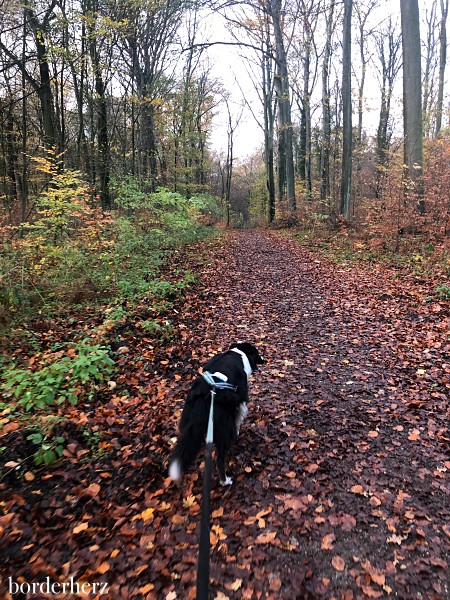 Tractive GPS Tracker für Hunde