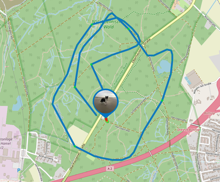 GPS Tracker für Hunde