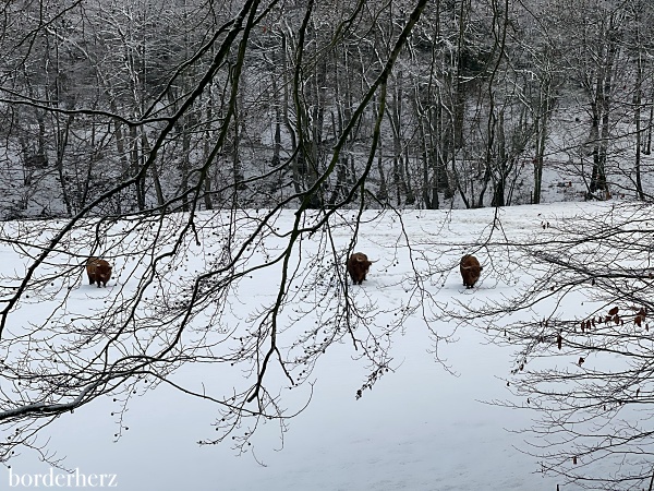 Winterwandern im Sauerland Bödefeld