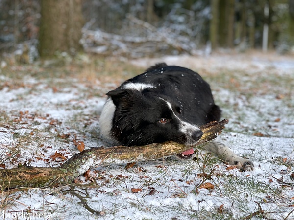 Wandern mit Hund Sauerland