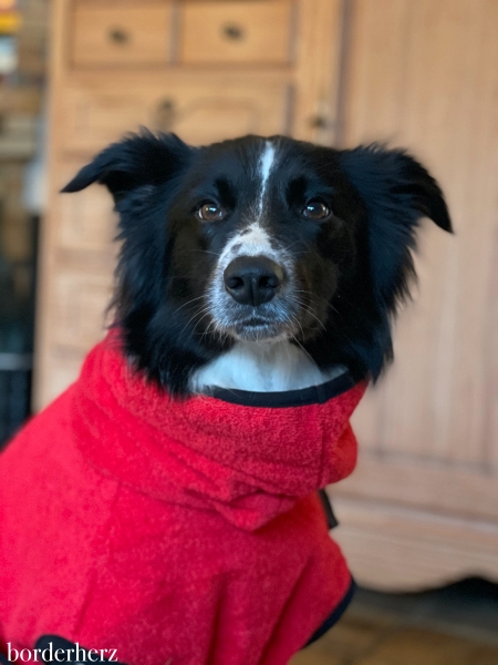 Bademantel für Hunde