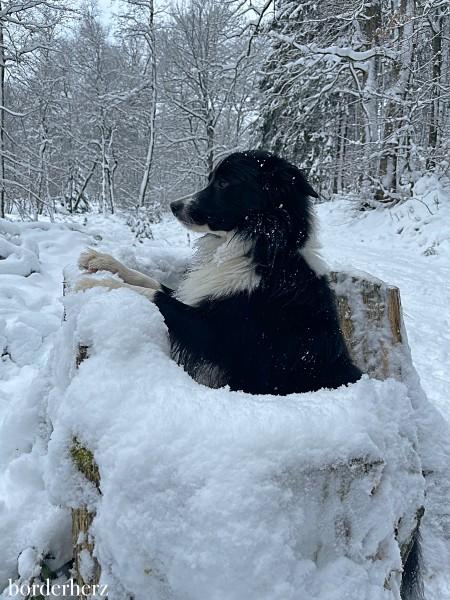Winterwandern mit Hund