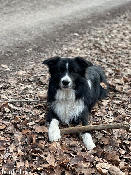 Wandern mit Hund im Ruhrgebiet