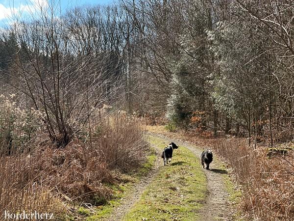 wandern in der Haard