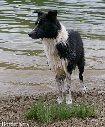 hundefreundlichen wanderungen