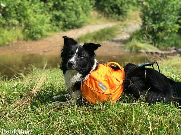 wandern mit hund