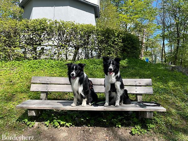 wandern mit Hund