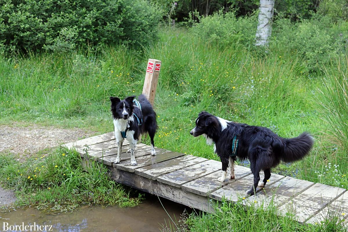 wandern im Sauerland mit Hund