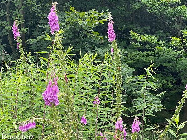 Wandern im Ruhrgebiet