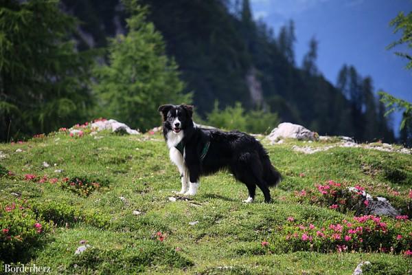 wandern mit hund