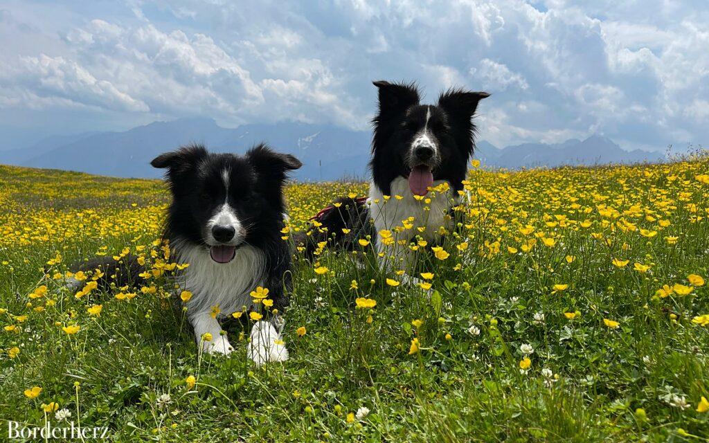 wandern mit hund tipps