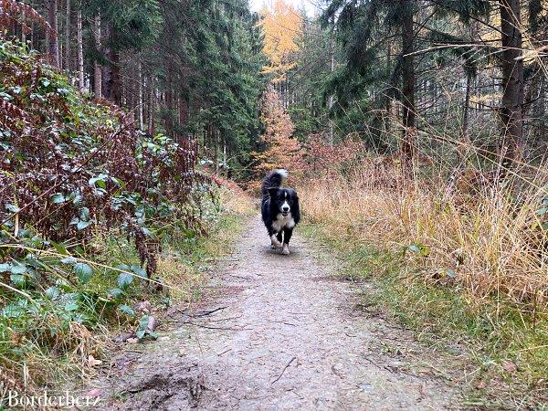 Wandern mit Hund im Bergischen Land