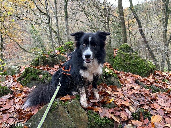 Wandern an der Wupper