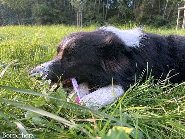 Zähneputzen Hund