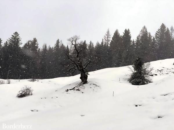 Winterwandern im PillerseeTal