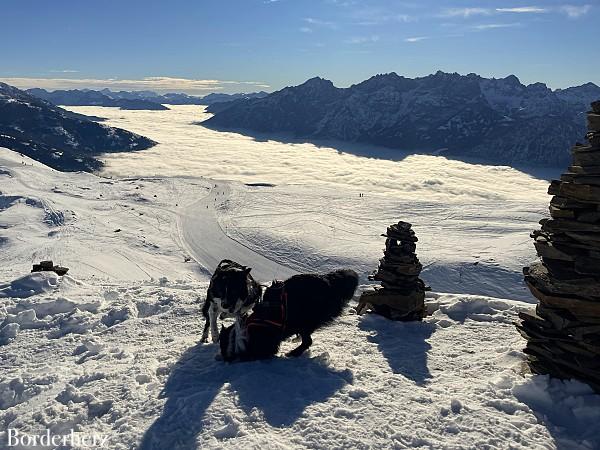 Schneeschuhwanderung mit Hund