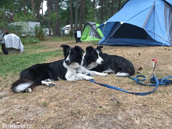 Camping mit Hund