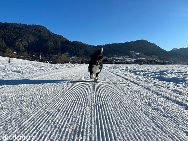 Mountainman Wintertrail