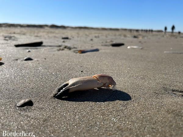 Strandfunde Ouddorp