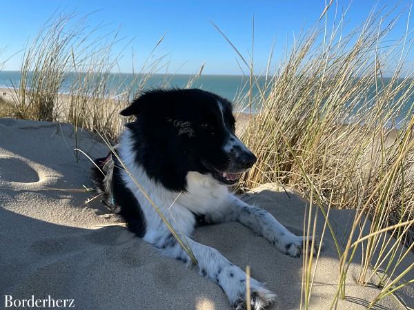 Strandwandern mit Ouddorp mit Hund