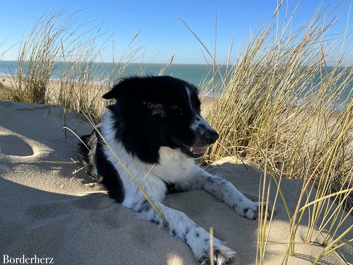 Strandwanderungen in Ouddorp