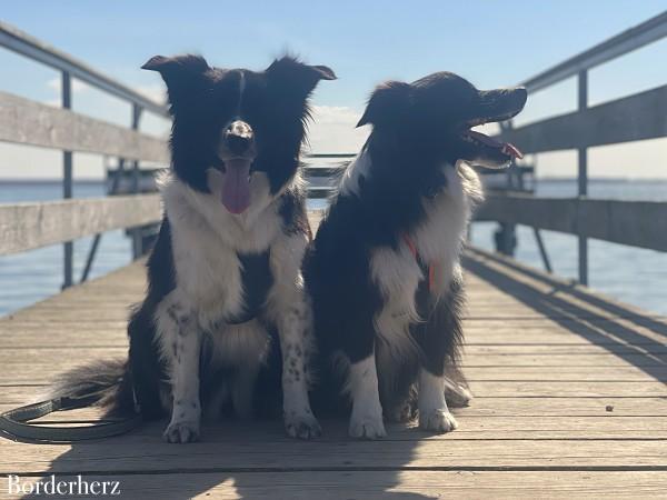 Wandern mit Hund am Darß