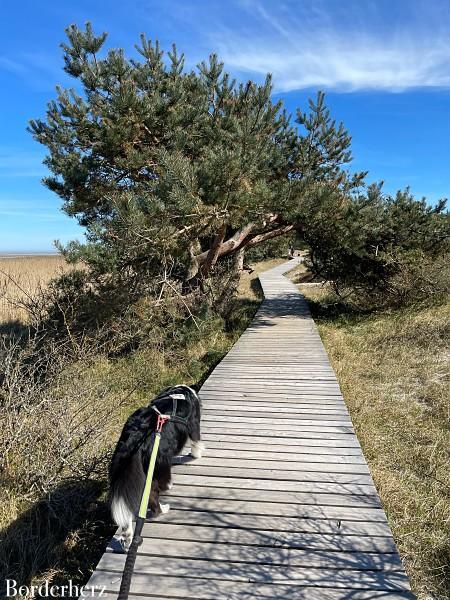 Camping- und Wanderurlaub mit Hund am Darß