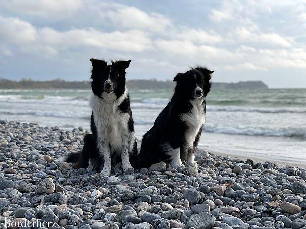 Camping auf Rügen mit Hund