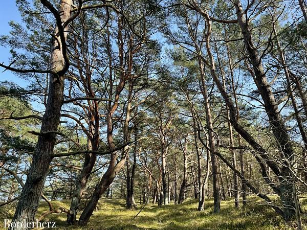 Usedom Kuestenwald 01