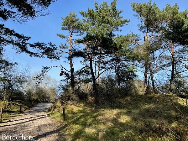 Usedom Kuestenwald 02