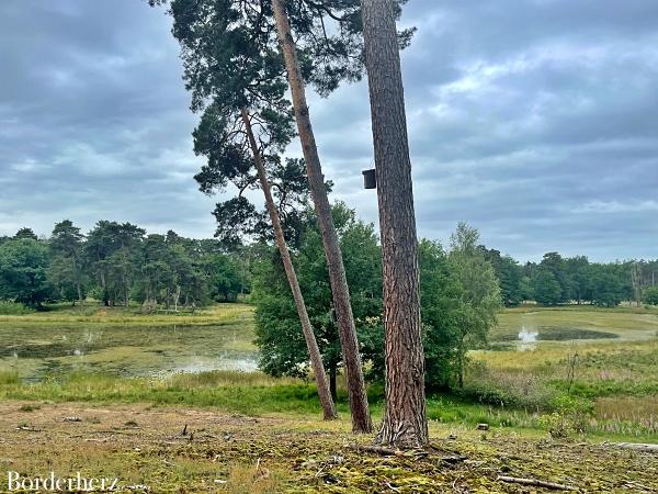 Landstreifer Diersfordter Wald