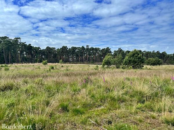 Landstreifer Diersfordter Wald