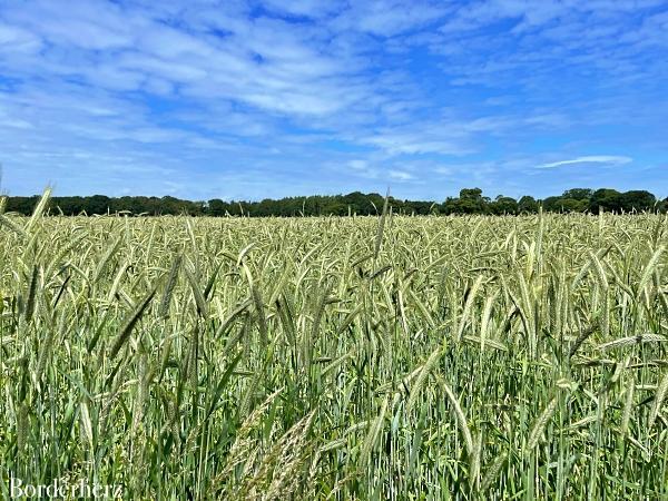 Landstreifer Diersfordter Wald