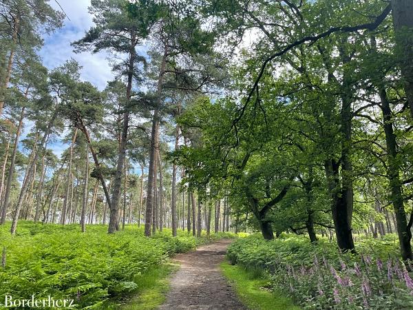 Landstreifer Diersfordter Wald