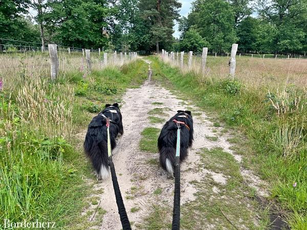 Landstreifer Diersfordter Wald