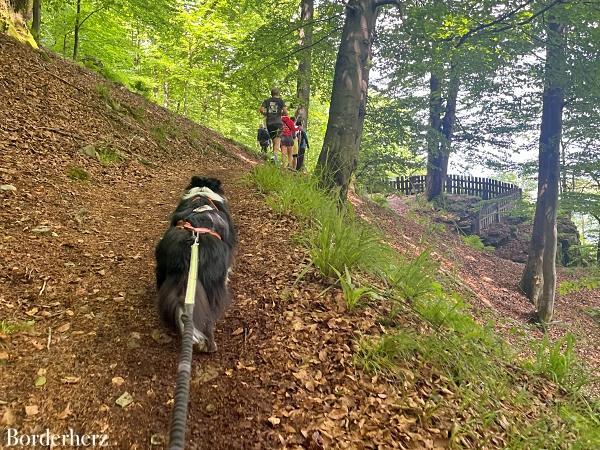 Hollenmarsch mit Hund