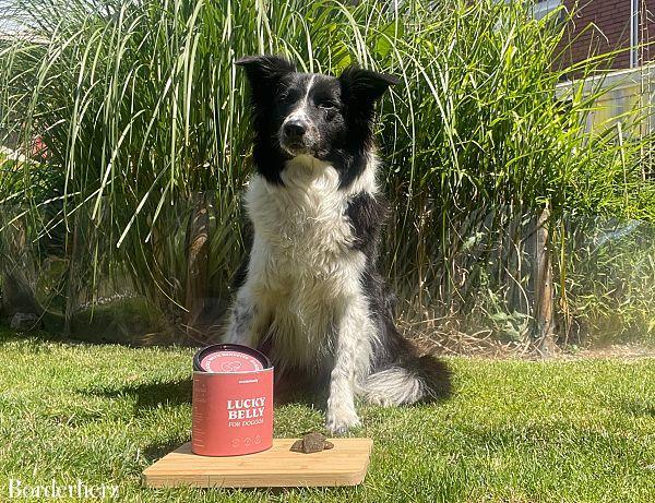 Hundesnacks gegen