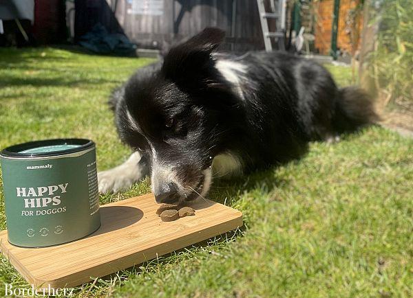 Hundesnacks gegen