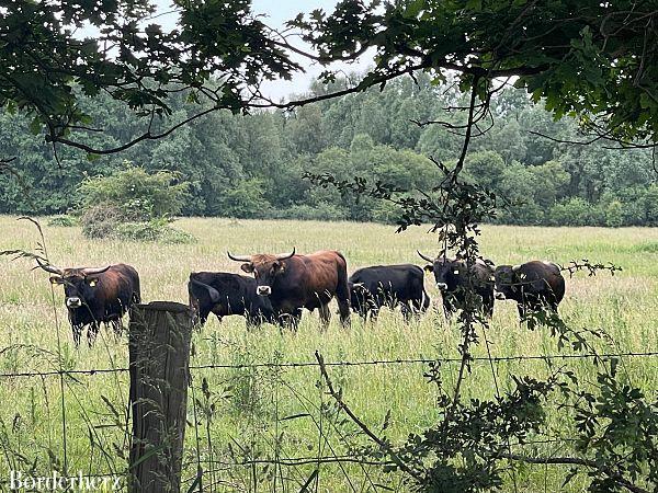 Storchenroute Hervester Bruch