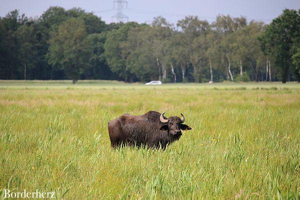 Storchenroute Hervester Bruch