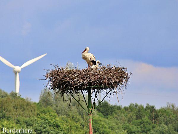 Storchenroute Hervester Bruch