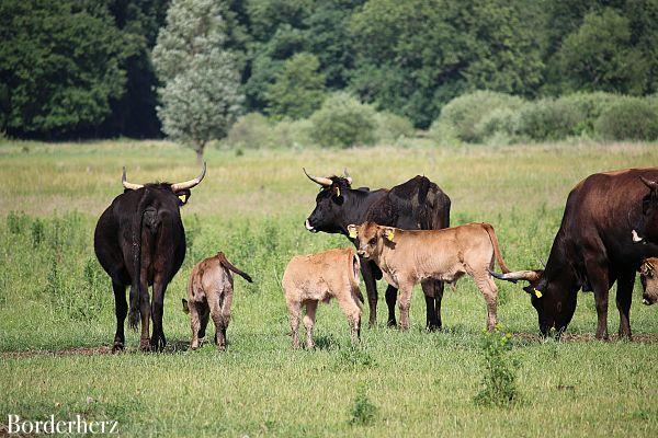 Storchenroute Hervester Bruch