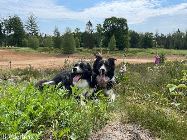 wandern mit kind und hund in der veluwe